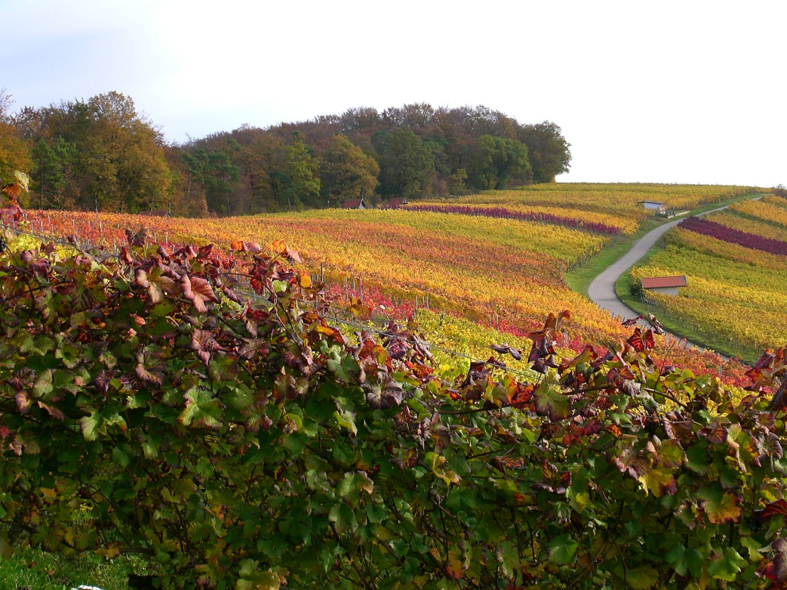 Weinberge Kühlsheim 12