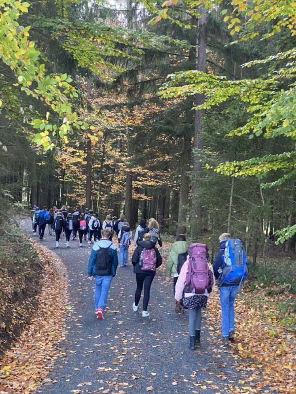 Rockenbach Wald Web hoch